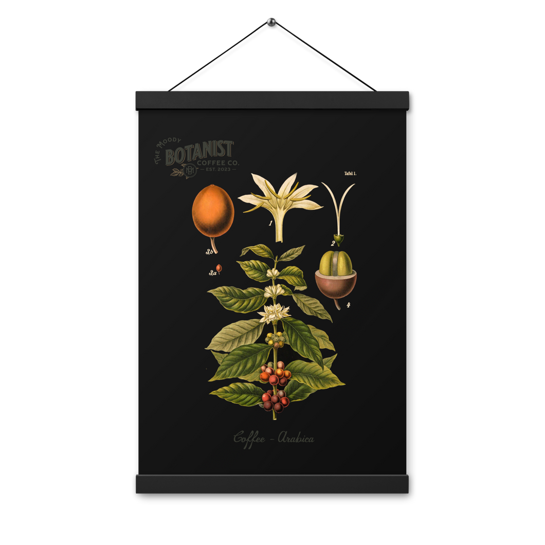 Arabica Coffee Botanical Poster with hangers